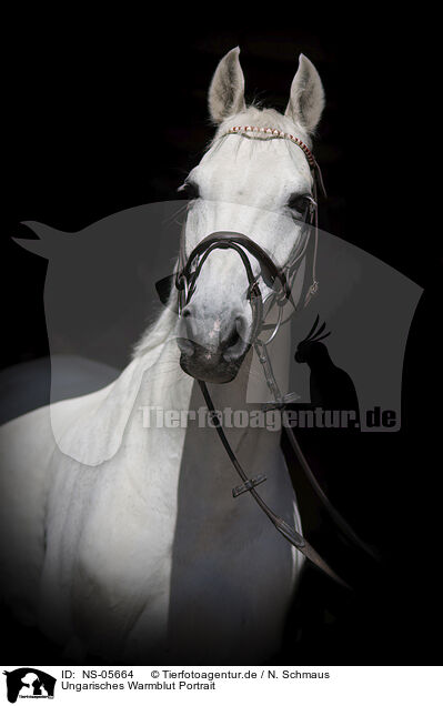 Ungarisches Warmblut Portrait / NS-05664