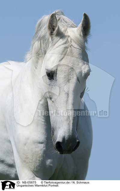 Ungarisches Warmblut Portrait / NS-05675