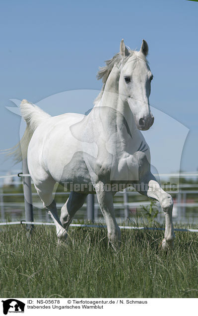 trabendes Ungarisches Warmblut / NS-05678