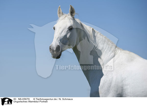 Ungarisches Warmblut Portrait / NS-05679