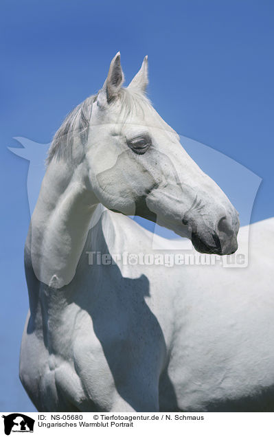 Ungarisches Warmblut Portrait / NS-05680