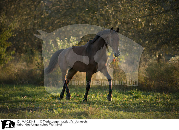 trabendes Ungarisches Warmblut / trotting Hungarian Warmblood / VJ-02348