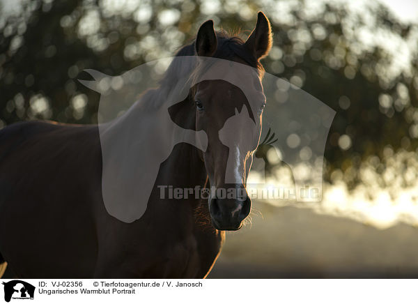 Ungarisches Warmblut Portrait / Hungarian Warmblood Portrait / VJ-02356