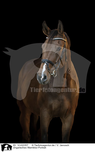 Ungarisches Warmblut Portrait / VJ-02357