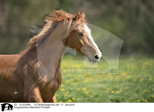 Ungarisches Warmblut Portrait / VJ-03089