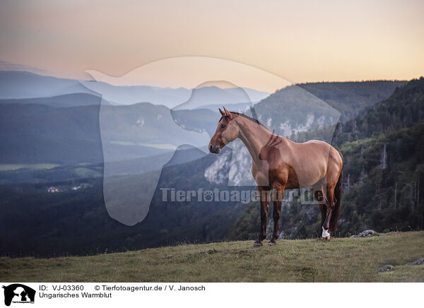 Ungarisches Warmblut / Hungarian Warmblood / VJ-03360