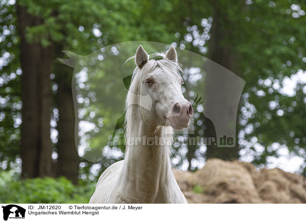 Ungarisches Warmblut Hengst / Hungarian Warmblood stallion / JM-12620