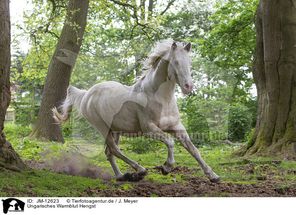 Ungarisches Warmblut Hengst / Hungarian Warmblood stallion / JM-12623