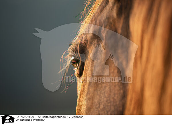 Ungarisches Warmblut / VJ-04620