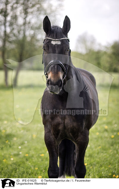 Ungarisches Warmblut / Hungarian Warmblood / IFE-01625