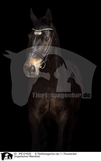Ungarisches Warmblut / Hungarian Warmblood / IFE-01626