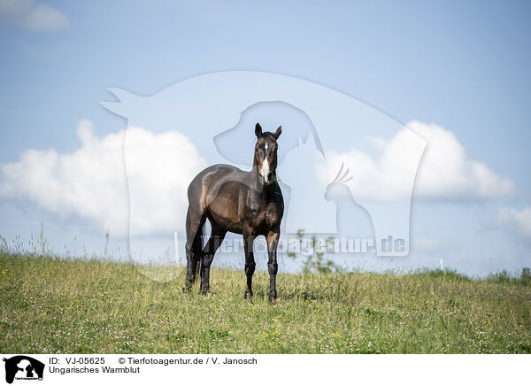 Ungarisches Warmblut / VJ-05625