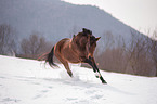 Ungarisches Warmblut im Winter