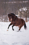 Ungarisches Warmblut im Winter