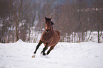 Ungarisches Warmblut im Winter