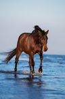 Ungarisches Warmblut am Meer