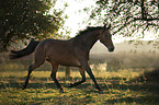 trabendes Ungarisches Warmblut