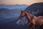 Ungarisches Warmblut Portrait