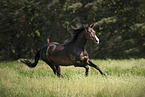 Ungarisches Warmblut
