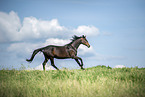 Ungarisches Warmblut
