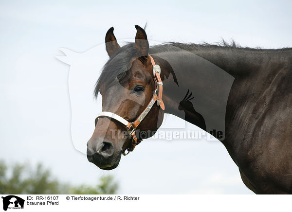 braunes Pferd / brown horse / RR-16107