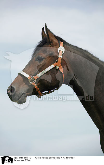 braunes Pferd / brown horse / RR-16110