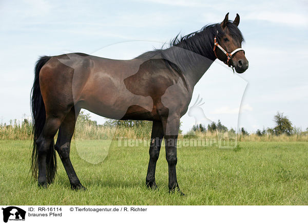 braunes Pferd / brown horse / RR-16114