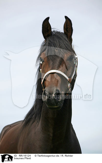 braunes Pferd / brown horse / RR-16124