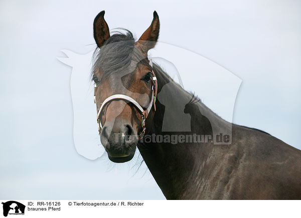 braunes Pferd / brown horse / RR-16126