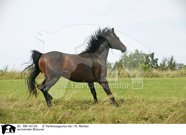 rennender Brauner / running horse / RR-16129
