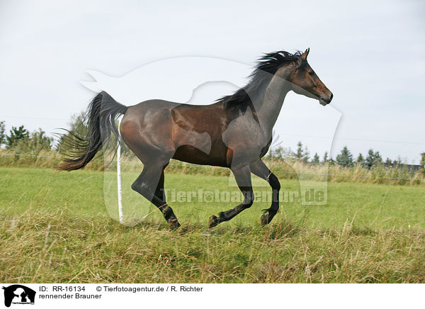 rennender Brauner / running horse / RR-16134