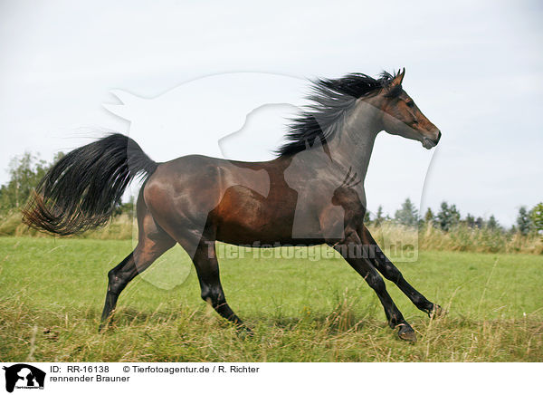 rennender Brauner / running horse / RR-16138
