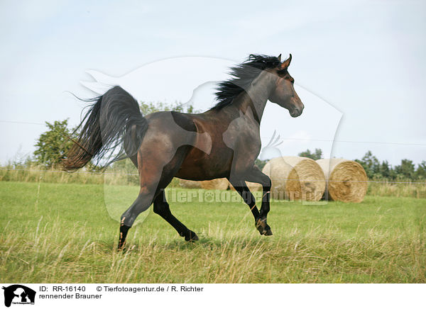 rennender Brauner / running horse / RR-16140