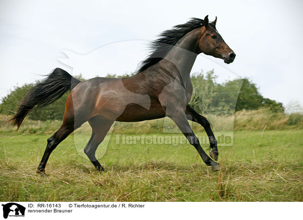 rennender Brauner / running horse / RR-16143