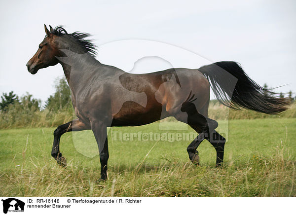 rennender Brauner / running horse / RR-16148