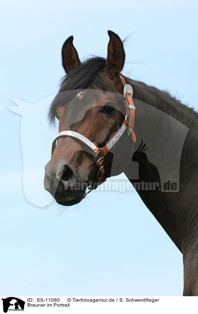 Brauner im Portrait / brown horse / SS-11080