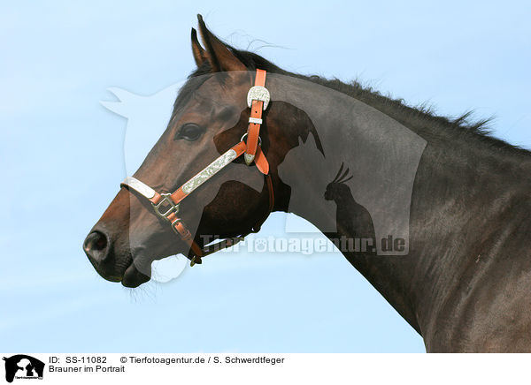 Brauner im Portrait / brown horse / SS-11082