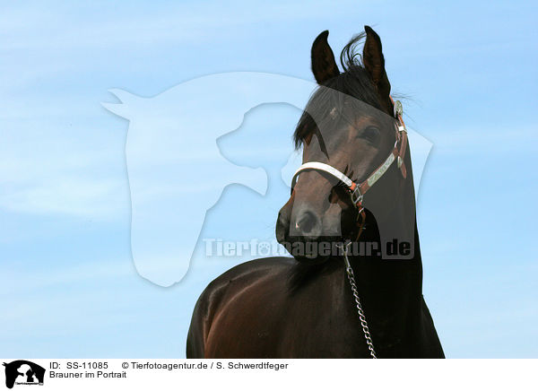 Brauner im Portrait / brown horse / SS-11085
