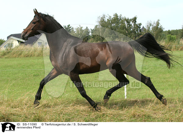 rennendes Pferd / runnign horse / SS-11090