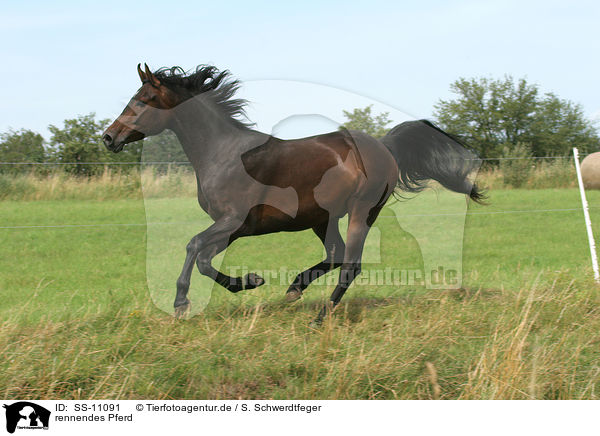 rennendes Pferd / running horse / SS-11091