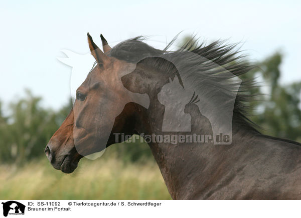 Brauner im Portrait / brown horse / SS-11092