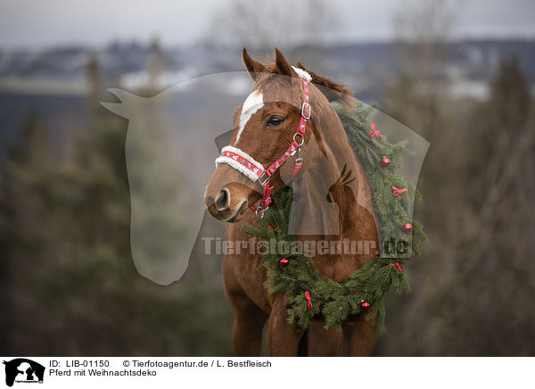 Pferd mit Weihnachtsdeko / LIB-01150