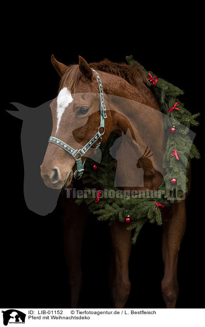 Pferd mit Weihnachtsdeko / LIB-01152