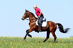 Mann reitet Vollblut