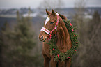 Pferd mit Weihnachtsdeko