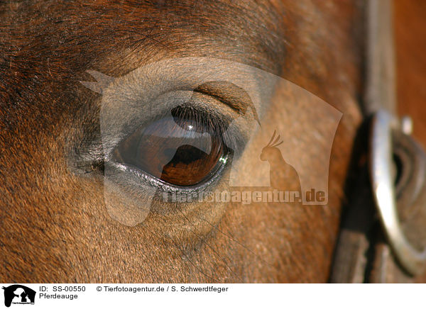 Pferdeauge / horse eye / SS-00550
