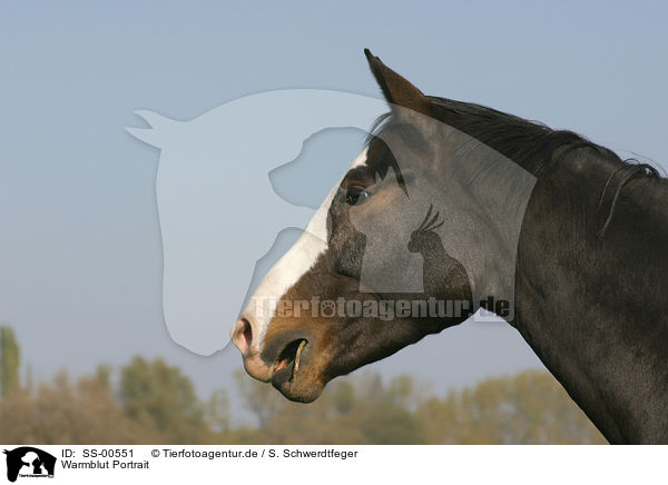 Warmblut Portrait / warmblood portrait / SS-00551