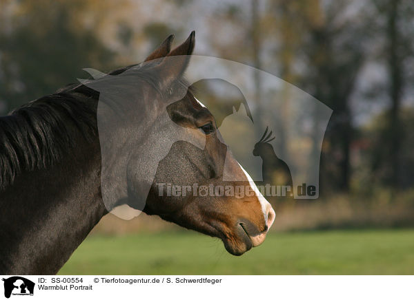 Warmblut Portrait / SS-00554