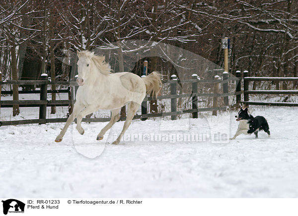 Pferd & Hund / RR-01233