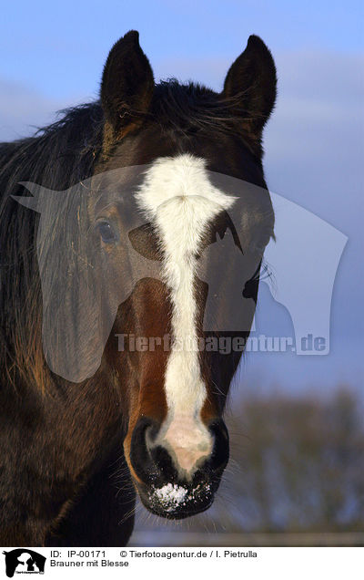 Brauner mit Blesse / portrait of a brown horse / IP-00171